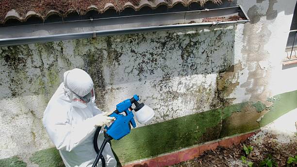 Trusted Black Mold Removal service in Columbia, PA - Cheap Mold Removal